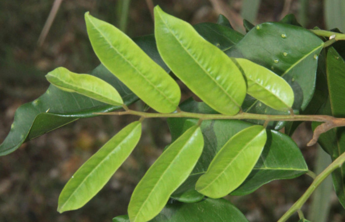 Fig.04. Hoja de <i>Myroxylon balsamum</i> (Fabaceae), coloración verde palido muy particular en la especie. Fotografía: Calixto Moraga 28 Abril 2024.