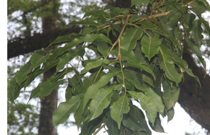 Fig.05. Follaje de <i>Myroxylon balsamum</i> (Fabaceae), coloración típica de follaje maduro y coloración ramas terminales. Fotografía: Calixto Moraga 28 Abril 2024.