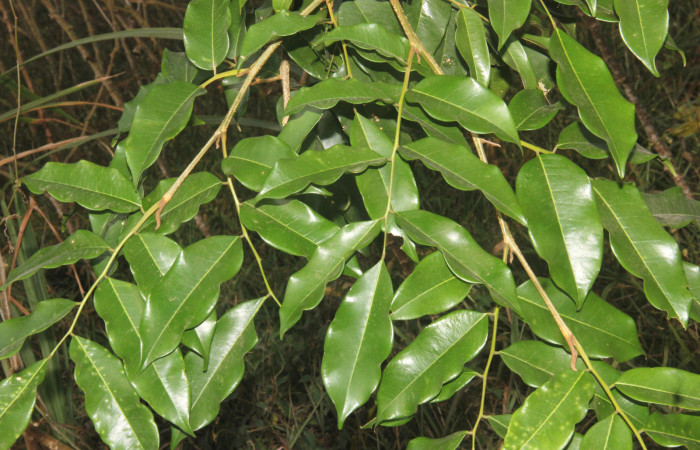 Fig.06. Follaje de <i>Myroxylon balsamum</i> (Fabaceae), note posición alterna de las hojuelas. Fotografía: Calixto Moraga 28 Abril 2024.