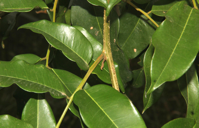 Fig.07. Follaje de <i>Myroxylon balsamum</i> (Fabaceae), note cara axilar del peciolo con forma ligeramente plana. Fotografía: Calixto Moraga 28 Abril 2024.