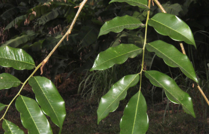 Fig.08. Follaje de <i>Myroxylon balsamum</i> (Fabaceae), note la posición alterna de las hojuelas en el raquis. Fotografía: Calixto Moraga 28 Abril 2024.