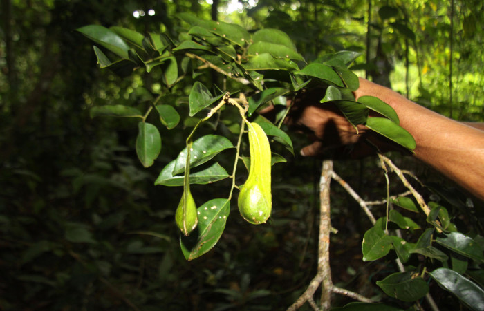 Fig.09. Frutos de <i>Myroxylon balsamum</i> (Fabaceae). Fotografía: Calixto Moraga 07 Diciembre 2012.