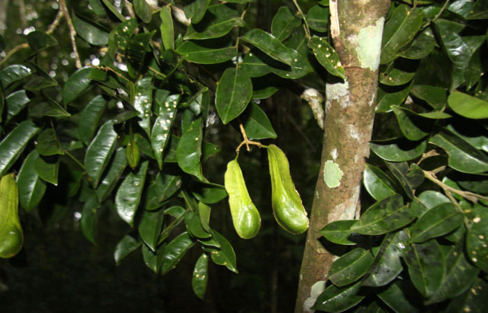 Fig.10. Frutos de <i>Myroxylon balsamum</i> (Fabaceae). Fotografía: Calixto Moraga 07 Diciembre 2012.