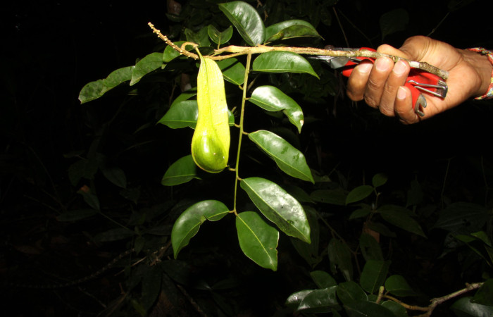 Fig.11. Frutos de <i>Myroxylon balsamum</i> (Fabaceae). Fotografía: Calixto Moraga 07 Diciembre 2012.