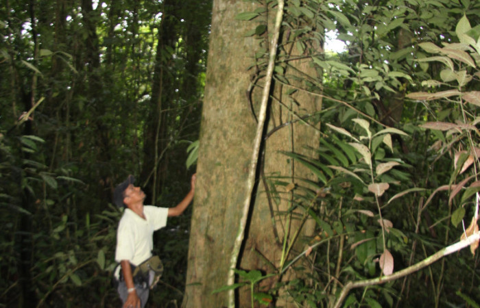 Fig.12. Arbol de <i>Myroxylon balsamum</i> (Fabaceae), fuste totalmente cilíndrico de árbol adulto. Fotografía: Petrona Ríos 07 Diciembre 2012.