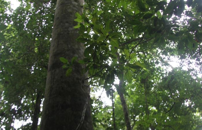 Fig.13. Arbol de <i>Myroxylon balsamum</i> (Fabaceae), individuo de aproximadamente 35mts alto solo el fuste, fácilmente 40mts a su punto más alto. Fotografía: Petrona Ríos 07 Diciembre 2012.