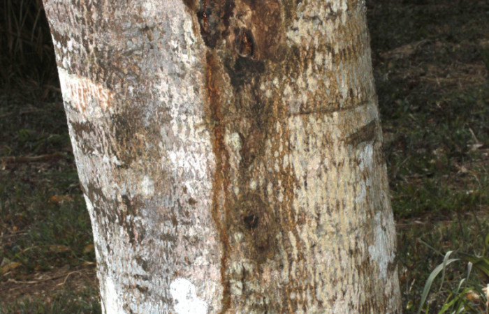 Fig.14. Fuste (tronco) de <i>Myroxylon balsamum</i> (Fabaceae), juvenil de 20 años de edad. Fotografía: Calixto Moraga 28 Abril 2024.