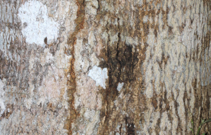 Fig.15. Fuste (tronco) de <i>Myroxylon balsamum</i> (Fabaceae), juvenil de 20 años de edad. Fotografía: Calixto Moraga 28 Abril 2024.