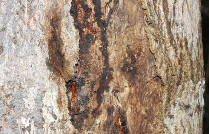 Fig.16. Fuste (tronco) de <i>Myroxylon balsamum</i> (Fabaceae), juvenil de 20 años de edad, mostrando abertura de exudación natural de su sabia. Fotografía: Calixto Moraga 28 Abril 2024.