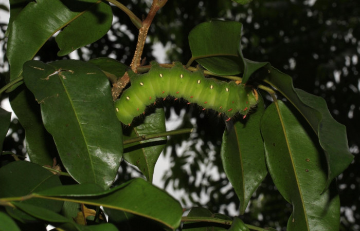Fig.17. Larva de <i> Eacles imperialis </i> (Saturniidae) 97mm de longitud, alimentándose de hojas de <i>Myroxylon balsamum</i> (Fabaceae). Fotografía: Calixto Moraga 09 Julio 2020. Voucher: 20-SRNP-31554-DHJ777950.jpg.