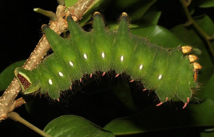 Fig.18. Larva de <i> Eacles imperialis </i> (Saturniidae) 97mm de longitud, alimentándose de hojas de <i>Myroxylon balsamum</i> (Fabaceae). Fotografía: Calixto Moraga 09 Julio 2020. Voucher: 20-SRNP-31554-DHJ777951.jpg. 