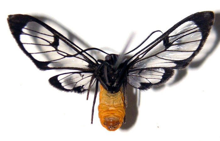 Figura 9. Adulto de <i>Cosmosoma hercyna</i> (Erebidae), vista ventral. Voucher: 01-SRNP-11170-DHJ92267.