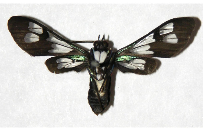 Figura 11. Adulto de <i>Cosmosoma orathidia</i> (Erebidae), vista ventral. Voucher: 04-SRNP-41239-DHJ318427.