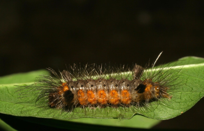 Figura 1. Larva de <i>Cosmosoma cingulatum</i> (Erebidae). Parte dorsal. Voucher: 06-SRNP-56857-DHJ415257.jpg.