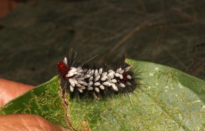 Figura 4. Larva de <i>Cosmosoma cingulatum</i> (Erebidae). Parasitada. Voucher: 21-SRNP-31165-DHJ787293.jpg.
