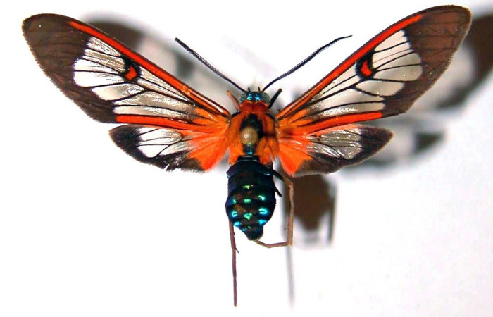 Figura 6. Adulto de <i>Cosmosoma cingulatum</i> (Erebidae), vista dorsal. Voucher: 90-SRNP-388-DHJ38398.