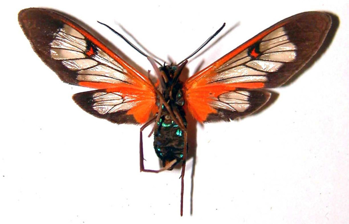 Figura 7. Adulto de <i>Cosmosoma cingulatum</i> (Erebidae), vista ventral. Voucher: 90-SRNP-388-DHJ38399.