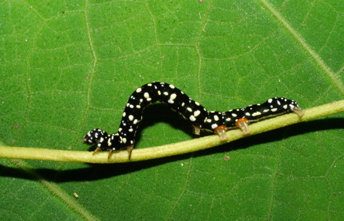  Larva en posición lateral de <i>Gonodonta holosericea</i> (Erebidae), PU estadio. Sector Pitilla, Amonias. Voucher 07-SRNP-33404-DHJ430541.jpg.