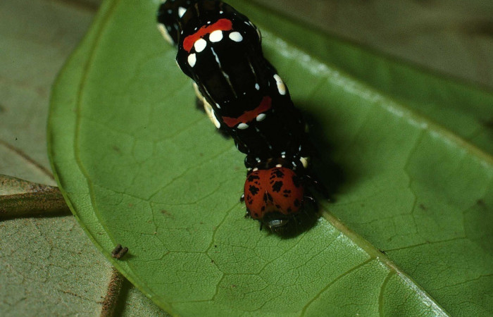  Cabeza en posición Frontal de <i>Gonodonta</i> holosericeaDHJ02 (Erebidae), U estadio. Sector Cacao, Estación Cacao. Voucher 03-SRNP-23418-DHJ79005.jpg.