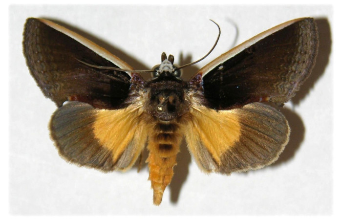  Adulto en posición dorsal de <i>Gonodonta</i> holosericeaDHJ01 (Erebidae). Sector Cacao, Sendero Nayo. Voucher  03-SRNP-22293-DHJ311918.