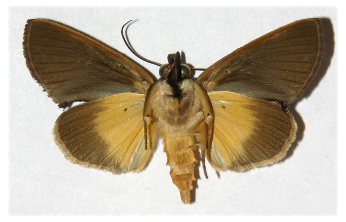  Adulto en posición ventral de <i>Gonodonta</i> holosericeaDHJ01 (Erebidae). Sector Cacao, Sendero Nayo. Voucher  03-SRNP-22293-DHJ311919.