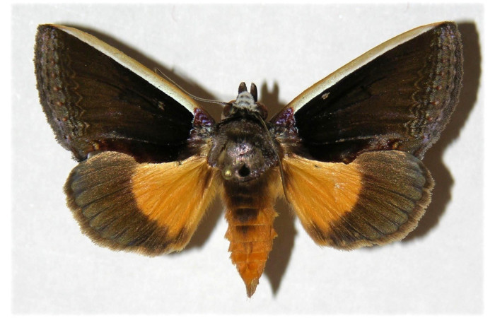  Adulto en posición dorsal de <i>Gonodonta</i> holosericeaDHJ02 (Erebidae). Sector Pitilla, Estación Pitilla. Voucher  03-SRNP-21164-DHJ311926.