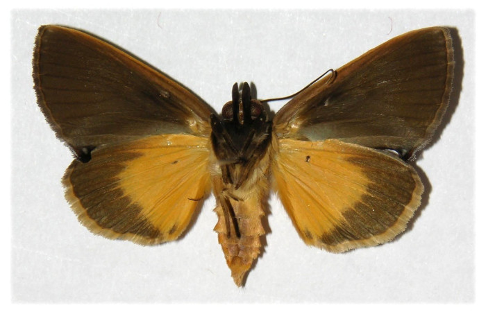 Adulto en posición ventral de <i>Gonodonta</i> holosericeaDHJ02 (Erebidae). Sector Pitilla, Estación Pitilla. Voucher  03-SRNP-21164-DHJ311927.