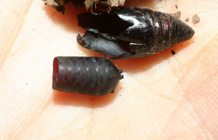  Pupario de parásito <i>Atactosturmia</i> Wood03, parásito de la familia Tachinidae en <i>Gonodonta holosericea</i> (Erebidae),. Sector Cacao, Estación Cacao. Voucher 07-SRNP-35827-DHJ461815.jpg.