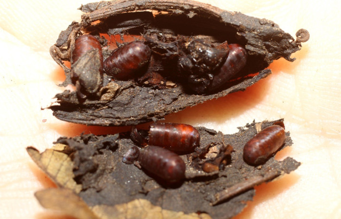  Puparios de parásito <i>Eucelatoria</i> aureaDHJ03, parásito de la familia Tachinidae en <i>Gonodonta holosericea</i> (Erebidae),. Sector Rincon Rain Forest, Sendero Venado. Voucher 12-SRNP-43481-DHJ498847.jpg.