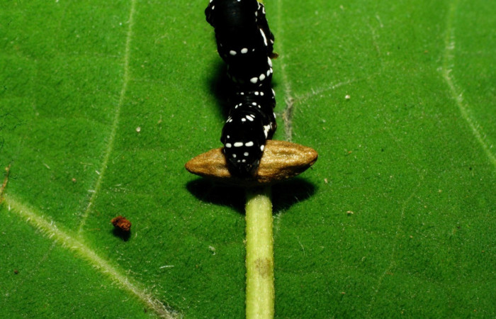  Capullo de parásito <i>Snellenius isidrochaconi</i>, parásito de la familia Braconidae en <i>Gonodonta holosericea</i> (Erebidae),. Sector Pitilla, Amonias. Voucher 07-SRNP-33438-DHJ430633.jpg