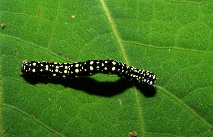  Larva en posición dorsal de <i>Gonodonta holosericea</i> (Erebidae), PU estadio. Sector Pitilla, Amonias. Voucher 07-SRNP-33404-DHJ430545.jpg.