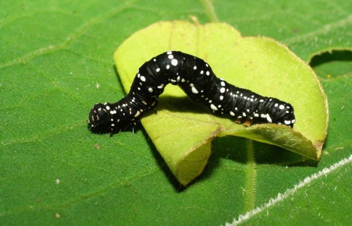  Larva en posición lateral de <i>Gonodonta holosericea</i> (Erebidae), PU estadio. Sector Pitilla, Amonias. Voucher 07-SRNP-33410-DHJ430560.jpg.