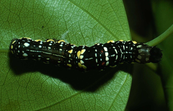  Larva en posición dorsal de <i>Gonodonta</i> holosericeaDHJ01 (Erebidae), PU estadio. Sector Pitilla, Amonias. Voucher 03-SRNP-22293-DHJ77709.jpg.