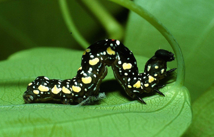  Larva en posición lateral de <i>Gonodonta</i> holosericeaDHJ01 (Erebidae), PU estadio. Sector Cacao, Estación Cacao. Voucher 03-SRNP-22293-DHJ77705.jpg.