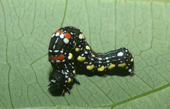  Cabeza en posición frontal de <i>Gonodonta holosericea</i> (Erebidae), PU estadio. Sector Rincon Rain Forest, Flecha. Voucher 19-SRNP-80298-DHJ753805.jpg.