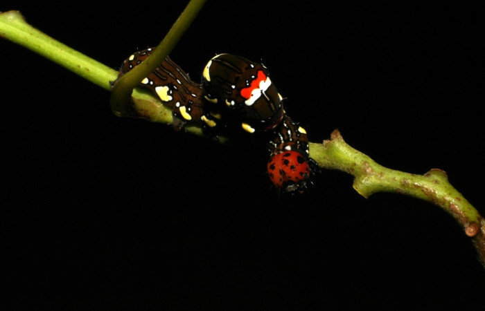  Cabeza en posición Frontal de <i>Gonodonta</i> holosericeaDHJ01 (Erebidae), U estadio. Sector Cacao, Estación Cacao. Voucher 05-SRNP-35337-DHJ406200.jpg.