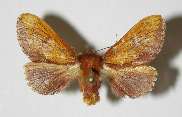  Figura 15. Posición dorsal de <i>Talima</i> aurora, 03- SRNP-5891-DHJ336762.