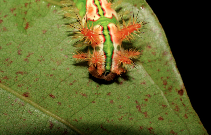   •Figura 6. Posición dorsal de <i>Talima</i> aurora, Colectada en Sector San Cristobal. Vouche 07-SRNP-3352-DHJ426105.