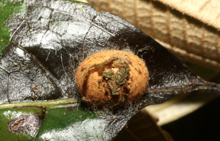 Figura 12. Mostramos capuyo de color café donde se encuentra la prepupa de, <i>Talima</i> auroraDHJ01 Colectada en Sector San Cristobal. Vouche 14-SRNP-35109-DHJ490552.