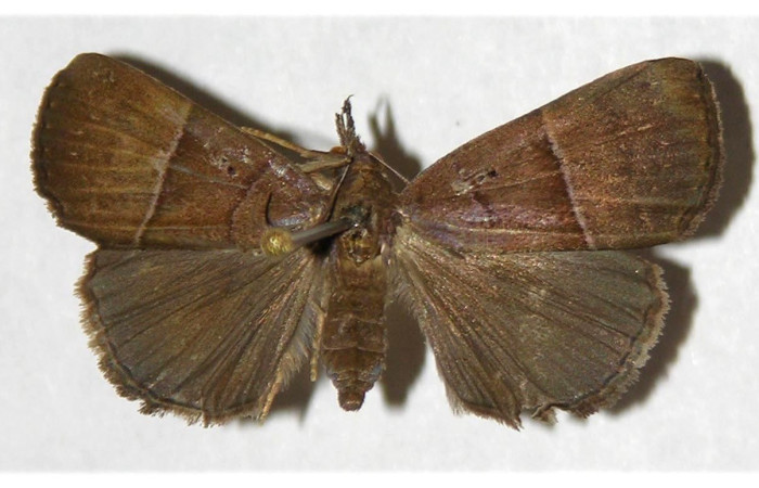 Fig. 23. Adulto de <i>Hypena munda</i> (Erebidae), vista dorsal. Voucher: 01-SRNP-3811-DHJ319892