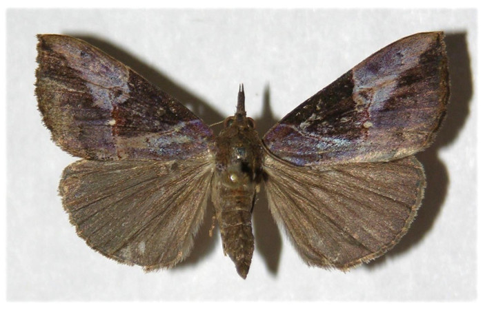 Fig. 19. Adulto de <i>Hypena andraca</i> (Erebidae), vista dorsal de la hembra. Voucher: 03-SRNP-6844-DHJ319826.