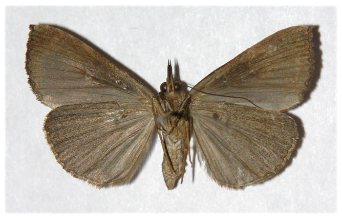 Fig. 20. Adulto de <i>Hypena andraca</i> (Erebidae), vista ventral de la hembra. Voucher: 03-SRNP-6844-DHJ319827.