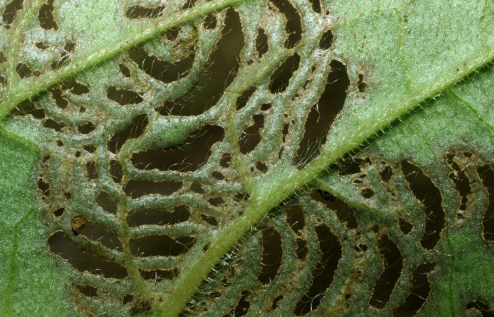 Fig. 16. En esta imagen podemos ver la forma de alimentación de la larva <i>Hypena</i> Poole36 (Erebidae). Voucher: 09-SRNP-32000-DHJ455290.jpg