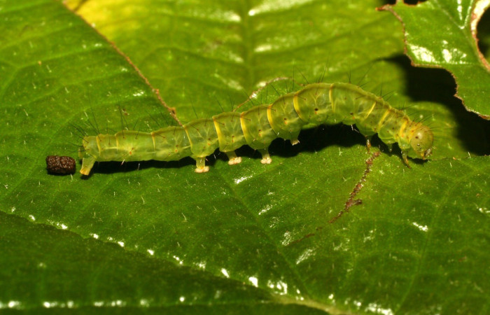 Fig. 11. Larva de <i>Hypena</i> Poole02 (Erebidae), alimentandose de <i>Urera simplex</i> (Urticaceae). Voucher: 10-SRNP-31573-DHJ471995.jpg