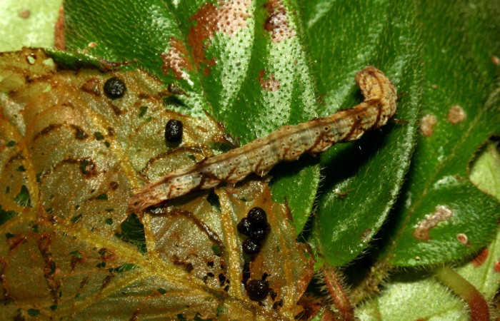 Fig. 17. Larva <i>Hypena</i> Poole36 (Erebidae) alimentándose de su planta hospedera, <i>Drymonia alloplectoides</i> (Gesneriaceae). Voucher: 10-SRNP-44685-DHJ478741.jpg