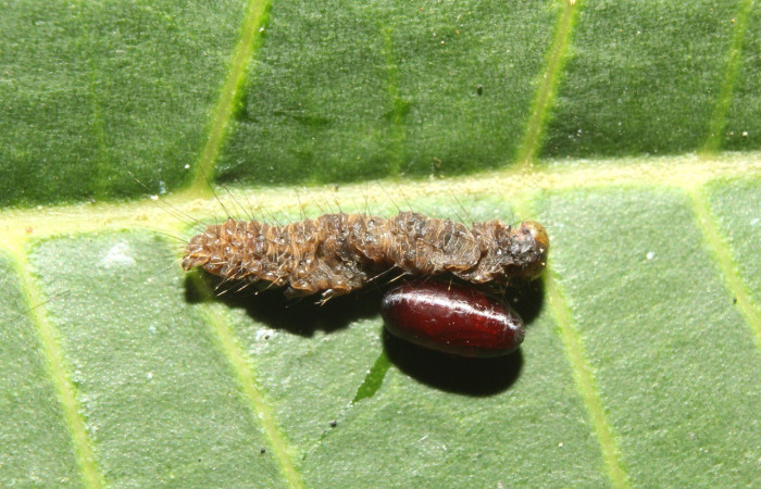 Fig. 18. Cadáver de larva <i>Hypena</i> Poole36 (Erebidae) que fue parasitada por una (mosca) Tachinidae <i>Campylocheta</i> Janzen61. Voucher: 17-SRNP-71047-DHJ737586.jpg       