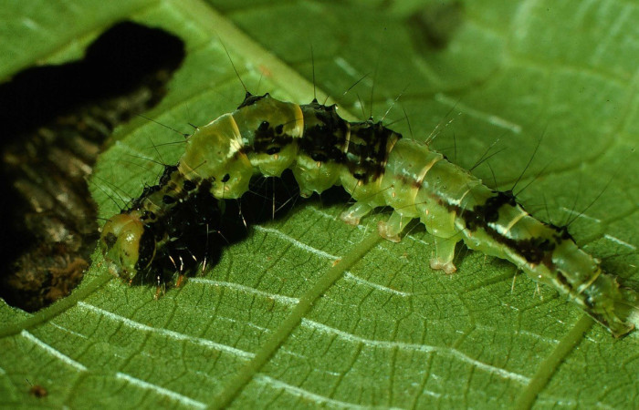 Fig. 12 Larva de <i>Hypena</i> Poole27 (Erebidae), se nota forma de alimentación en planta hospedera <i>Urera baccifera</i> (Urticaceae). Voucher: 95-SRNP-7832-DHJ25175.jpg