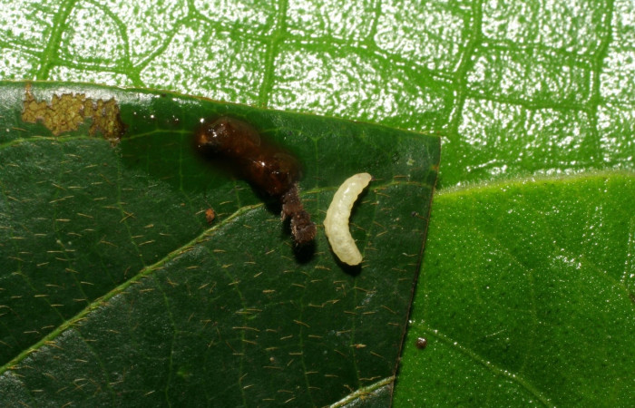 Fig. 10 Parásito (Ichneumonidae) salió de larva <i>Epitausa dilina</i>, vista dorsal. mide 4mm. Tangelo, Sector Del Oro, 410m. 07-SRNP-32691-DHJ426962.jpg