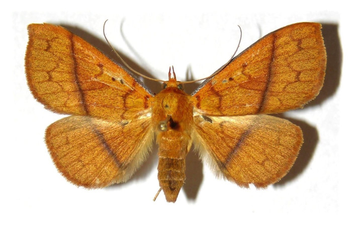 Fig. 11 Adulto <i>Epitausa</i>dilinaDHJ04, vista dorsal. mide 38mm. Finca Esmeralda, Sector Rincon Rain Forest 123m. 99-SRNP-11307-DHJ313706.