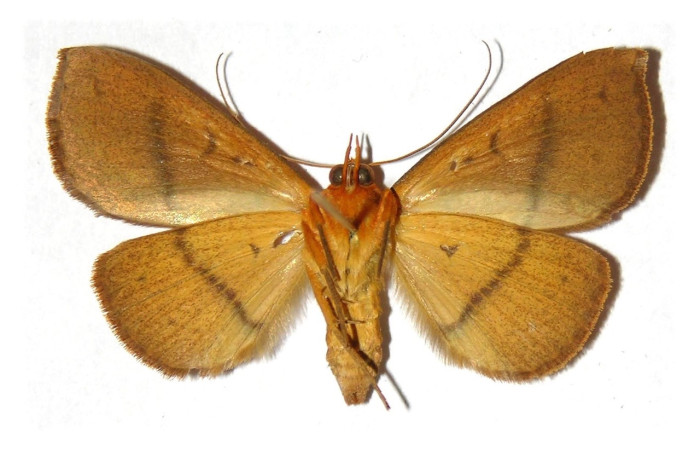 Fig. 12 Adulto <i>Epitausa</i>dilinaDHJ04, vista dorsal. mide 38mm. Finca Esmeralda, Sector Rincon Rain Forest 123m. 99-SRNP-11307-DHJ313707.